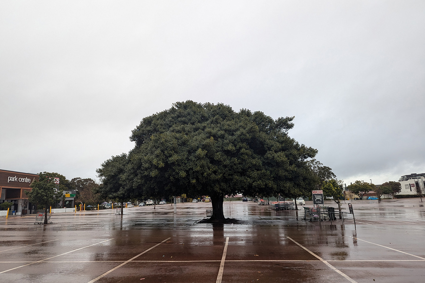 State must set ground rules on trees